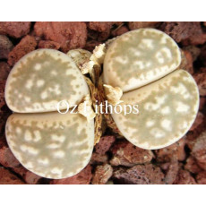 C397 - Seed